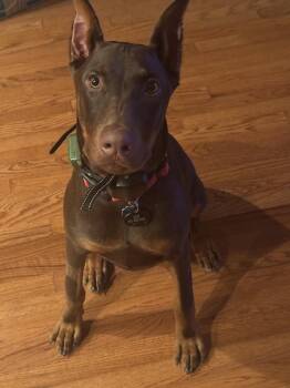 Doberman Pinscher Dogs Available for Adoption - Ace | PetCurious