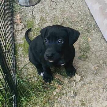 Rescue Labrador Retriever and Mixed Breed Dogs for Adoption in St. Peters, Missouri - Darcy | PetCurious