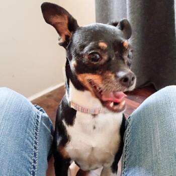 Roxy -  Chihuahua Dog for Adoption in Ottawa Hills, Ohio - Roxy | PetCurious
