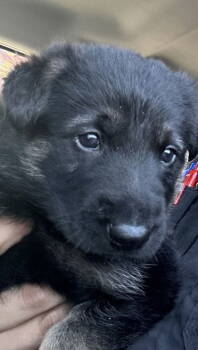 Rescue German Shepherd Dog Dogs for Adoption in Oakland, California - Pancho | PetCurious