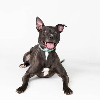 Zecora -  Mixed Breed Dog for Adoption in Dearborn, Michigan - Zecora | PetCurious