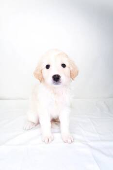 Seashell -  Great Pyrenees Dog Available for Adoption in Bixby, Oklahoma - Seashell | PetCurious