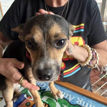 Louis -  Chihuahua Dog for Adoption in Deming, New Mexico - Louis | PetCurious