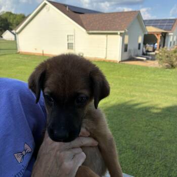 Alfalfa -  Terrier Dog for Adoption in Woodruff, South Carolina - Alfalfa | PetCurious