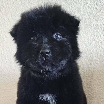 Mixed Breed Dogs Available for Adoption in Idaho Falls, Idaho - Kuma | PetCurious