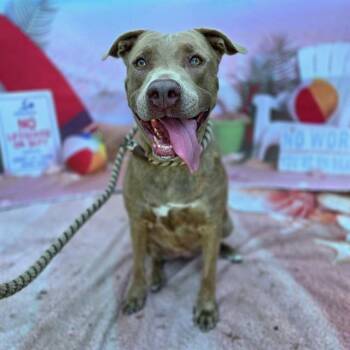ANGELISE -  Pit Bull Terrier Dog for Adoption in Long Beach, California - ANGELISE | PetCurious