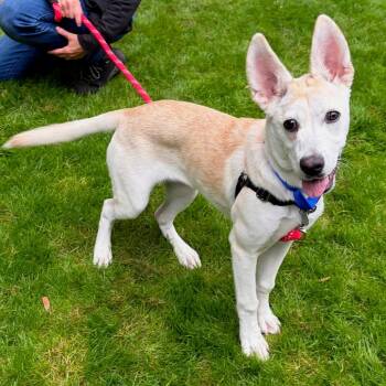 Campbell -  Shepherd and Mixed Breed Dog for Adoption in Woodinville, Washington - Campbell | PetCurious