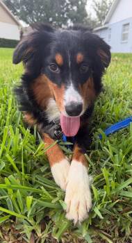 Bernese Mountain Dog and Australian Shepherd Dogs Available for Adoption in Valrico, Florida - Jett | PetCurious
