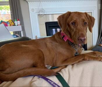 Bailey -  Mixed Breed Dog for Adoption in Maineville, Ohio - Bailey | PetCurious