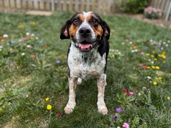 Buddy Boy -  American Bulldog and Beagle Dog for Adoption in Sebastian, Florida - Buddy Boy | PetCurious