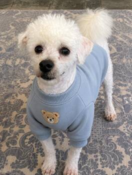 Bichon Frise and Miniature Poodle Dogs Available for Adoption in Bradenton, Florida - Asher | PetCurious