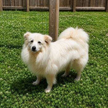 Spirit Litter - Ghost -  American Eskimo Dog Dog Available for Adoption in Oswego, South Carolina - Spirit Litter - Ghost | PetCurious