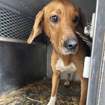 Hound Dogs Available for Adoption - Marina | PetCurious