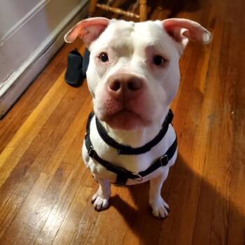 Rescue American Bully and American Staffordshire Terrier Dogs for Adoption in New York, New York - Azul | PetCurious