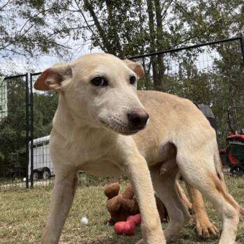 Rescue German Shepherd Dog and Mixed Breed Dogs for Adoption in Sanford, North Carolina - Kenai | PetCurious