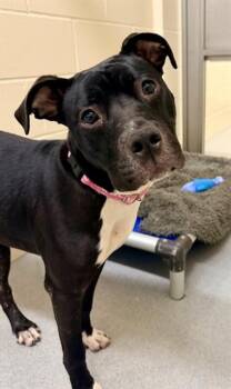 LIL DIPPER -  Pit Bull Terrier and Mixed Breed Dog for Adoption in Minneapolis, Minnesota - LIL DIPPER | PetCurious