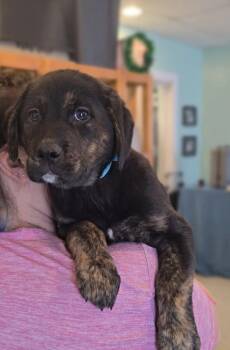 Labrador Retriever Dogs Available for Adoption - Moira | PetCurious