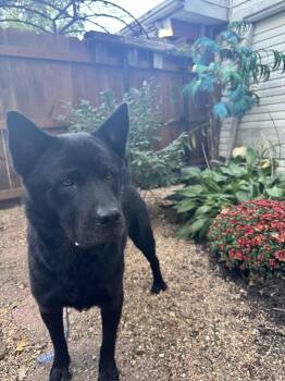 Ranger -  Chow Chow Dog for Adoption in Leavenworth, Kansas - Ranger | PetCurious