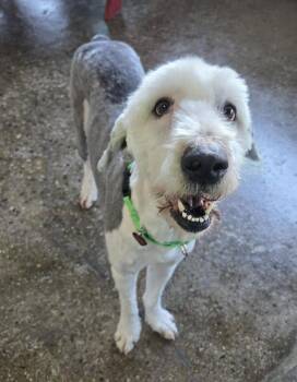 Old English Sheepdog Dogs Available for Adoption - Dexter | PetCurious