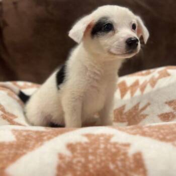 Spot -  Australian Shepherd and Mixed Breed Dog for Adoption in Christiansburg, Virginia - Spot | PetCurious
