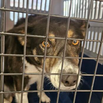 Mixed Breed and Australian Shepherd Dogs Available for Adoption in Salt Lake City, Utah - Gordita | PetCurious