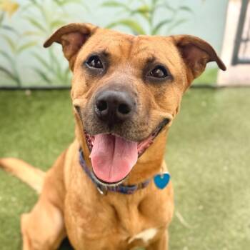 Rush -  Rhodesian Ridgeback Dog for Adoption in Fort Lauderdale, Florida - Rush | PetCurious