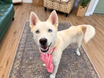 Kasha Cool and Collected -  Husky and Siberian Husky Dog for Adoption in Friendswood, Texas - Kasha Cool And Collected | PetCurious