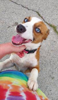 Heath -  Hound and Australian Shepherd Dog Available for Adoption in Owensboro, Kentucky - Heath | PetCurious