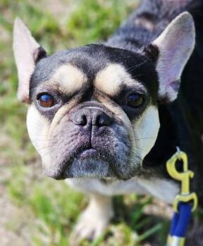 Bonbon -  French Bulldog and Mixed Breed Dog for Adoption in West Chester, Pennsylvania - Bonbon | PetCurious