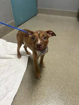FRANKIE -  Pit Bull Terrier Dog for Adoption in Las Vegas, Nevada - FRANKIE | PetCurious