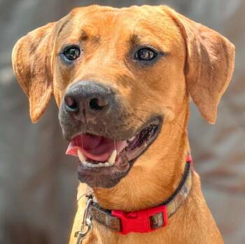 Kane -  Labrador Retriever Dog for Adoption in Lindenhurst, New York - Kane | PetCurious