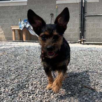 Quarter Pounder -  Yorkshire Terrier Dog for Adoption in York, Pennsylvania - Quarter Pounder | PetCurious