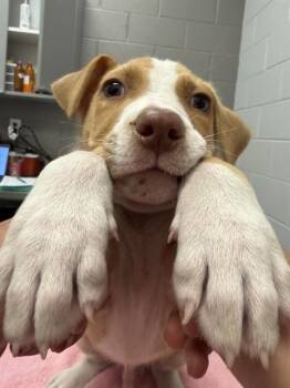 STITCH -  Pit Bull Terrier Dog for Adoption in Indianapolis, Indiana - STITCH | PetCurious