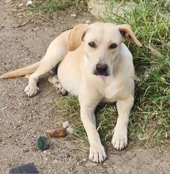 Rescue Yellow Labrador Retriever Dogs for Adoption in Sadler, Texas - Millie | PetCurious