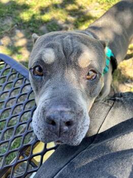 KARMA -  Mixed Breed Dog for Adoption in Jacksonville, Florida - KARMA | PetCurious