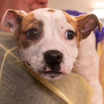 Mixed Breed Dogs Available for Adoption in Kennebunk, Maine - Elizabeth | PetCurious