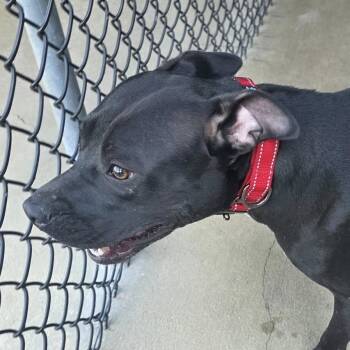 Rescue Mixed Breed Dogs for Adoption in Williston, Florida - Venus | PetCurious