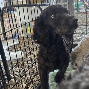 Poodle Dogs Available for Adoption - Orzo | PetCurious