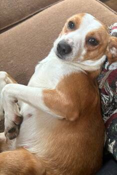 Mona -  Chihuahua and Jack Russell Terrier Dog Available for Adoption - Mona | PetCurious