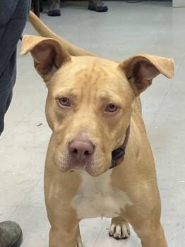 Peanuts -  Labrador Retriever and Staffordshire Bull Terrier Dog for Adoption in Burnsville, North Carolina - Peanuts | PetCurious