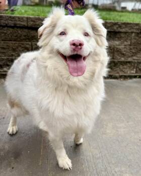 Australian Shepherd Dogs Available for Adoption in Troy, Illinois - Ellie Jane | PetCurious
