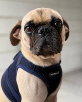 Pug Dogs Available for Adoption in Seattle, Washington - Santana | PetCurious