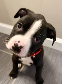 Dibbs -  American Bulldog Dog for Adoption in Brentwood, Tennessee - Dibbs | PetCurious