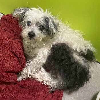 Maltese and Poodle Dogs Available for Adoption in Spokane, Washington - Shelby | PetCurious