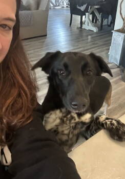 Rescue Collie and Labrador Retriever Dogs for Adoption in Rockaway, New Jersey - Molly Mae Lonestar | PetCurious