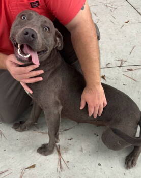 Rescue Pit Bull Terrier and Labrador Retriever Dogs for Adoption in Ocean Township, New Jersey - Whippa - Wow I'm Awesome! | PetCurious