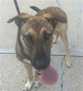 Rescue German Shepherd Dog Dogs for Adoption in Palmetto, Florida - CONRAD | PetCurious