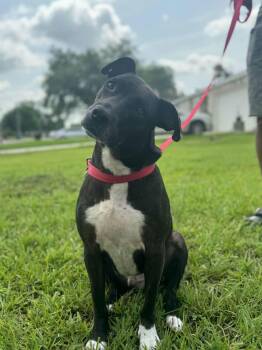 Rescue Labrador Retriever and Mixed Breed Dogs for Adoption in Houston, Texas - Buddy | PetCurious