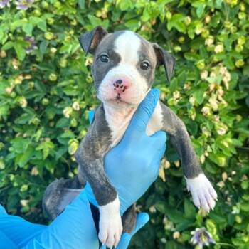 Sal -  American Staffordshire Terrier Dog for Adoption in Walnut Creek, California - Sal | PetCurious