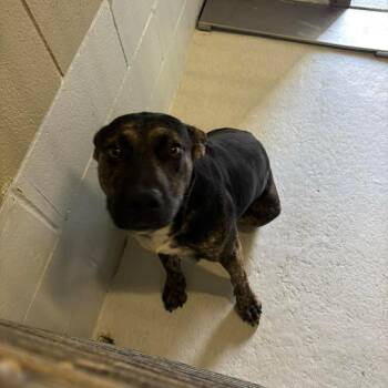 Pit Bull Terrier and Mixed Breed Dogs Available for Adoption in Bastrop, Texas - ROTTIE 26-05-053 | PetCurious